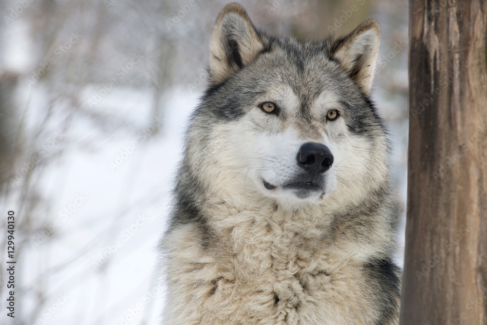 North American timber wolf (Canis lupus) in forest, Wolf Science Centre, Ernstbrunn, Austria North American timber wolf (Canis lupus) in forest, Wolf Science Centre, Ernstbrunn, Austria