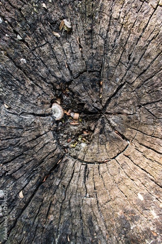 Old stump, texture ,abstract