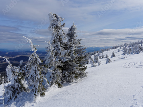 Fototapeta Naklejka Na Ścianę i Meble -  Frozen trees on peak Pilsko in mountains beskid in poland in winter