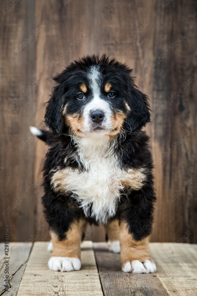 Cute Bernese Mountain Puppy Dog Cute Bernese Mountain Puppy Dog