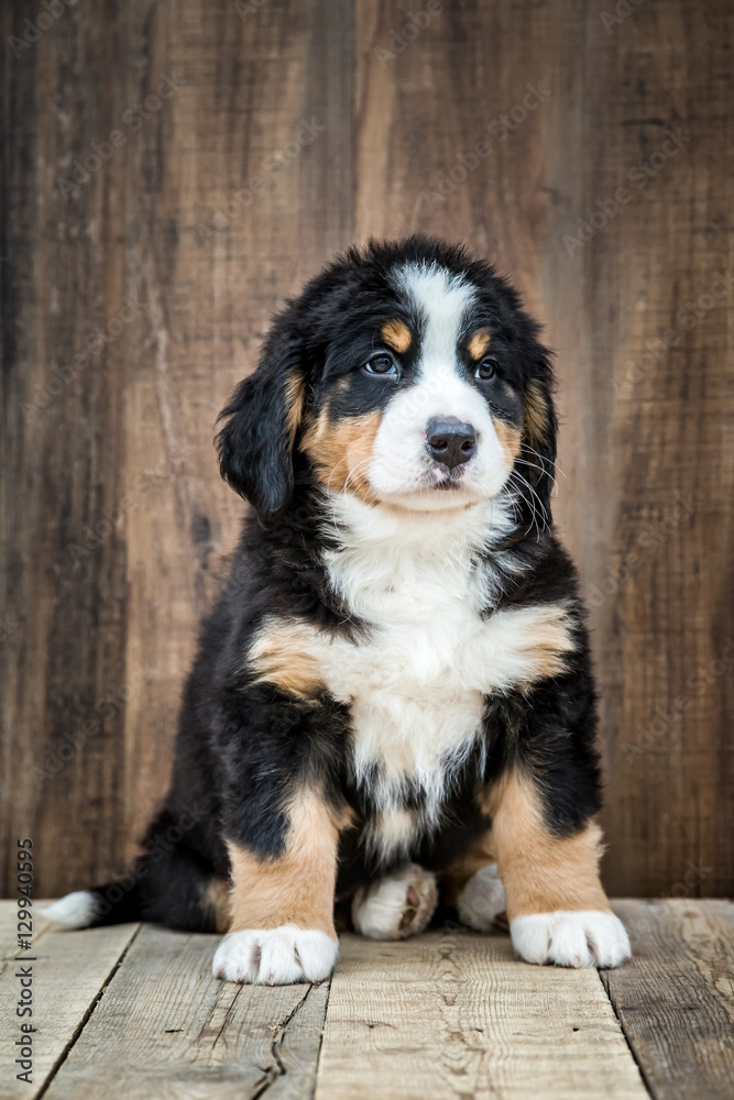 Cute Bernese Mountain Puppy Dog