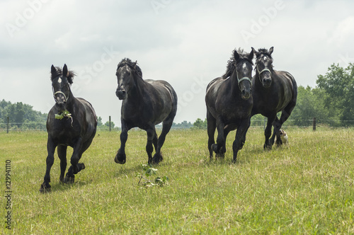 percheron draft horses running photo