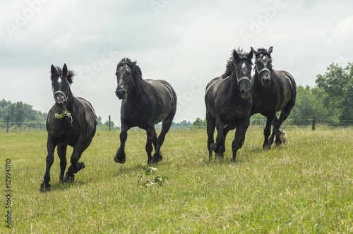 Obraz na plátně percheron draft horses running