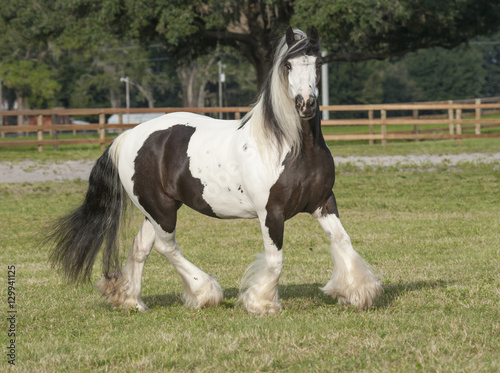 gypsy vanner horse mare © Mark J. Barrett
