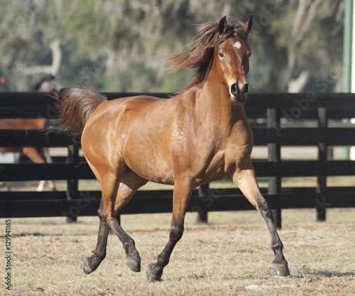 Arabian horse mare runs in paddock © Mark J. Barrett