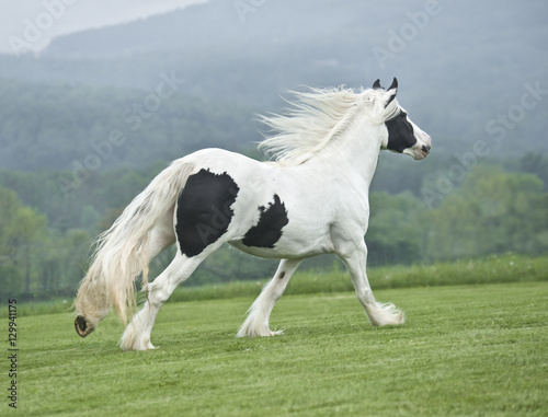 gypsy vanner horse mare runs