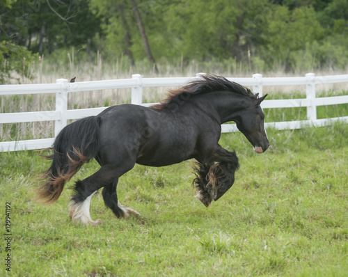 gypsy vanner horse mare in action