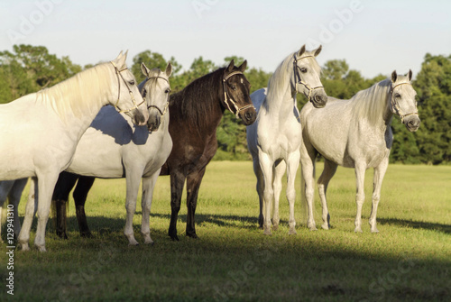 Group of Paso Fino Mares standing together