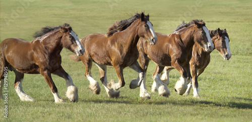 Herd of Clydesdale Draft horse mares run across open green paddock