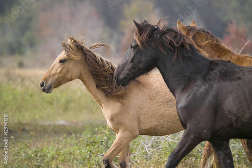 Herd of Spanish Mustang mares run in open meadow. © Mark J. Barrett