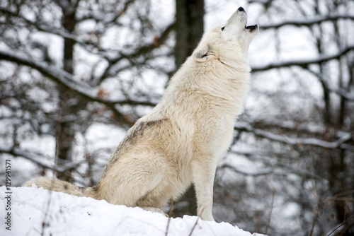 North American Timber wolf, Canis Lupus howling in the snow in deciduous forest.