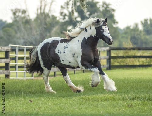  Gypsy Vanner Horse mare running in paddock