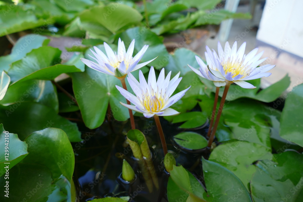 white lotus white lotus