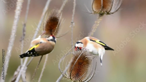 European goldfinch perched on a thistles eating photo