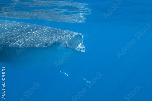 Whale shark (Rhincodon typus) feeding at the surface on zooplankton, mouth open, known as ram feeding, Yum Balam Marine Protected Area, Quintana Roo, Mexico photo