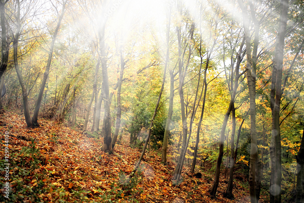 colorful leaves in autumn colorful leaves in autumn