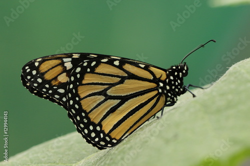 Monarch Butterfly © Matt