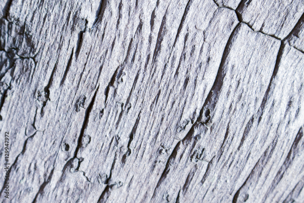 Obraz premium Rough and grungy timber texture closeup