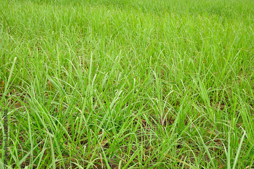 Young sugar cane plants Young sugar cane plants