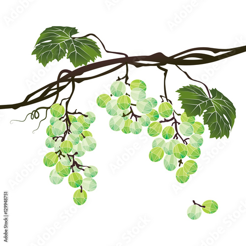 Stylized polygonal branch of green grapes on a white background