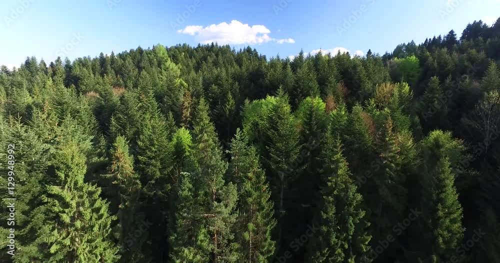 Aerial view. Tops tall fir trees on mountainside