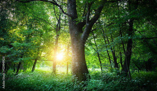 Sunlit tree forest © Tryfonov