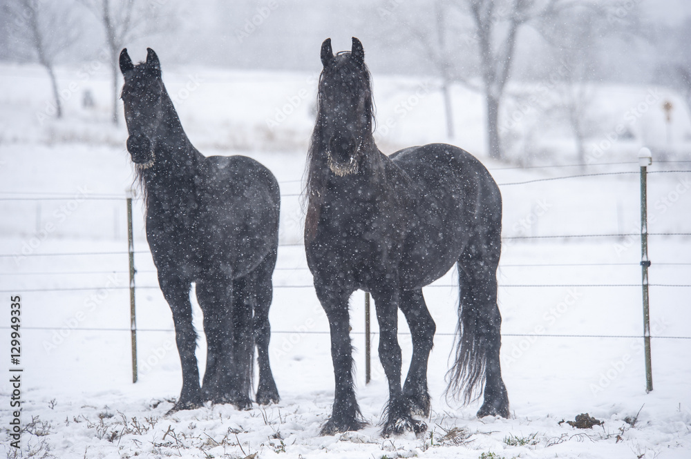 Fototapeta premium Friesian Horses in snow