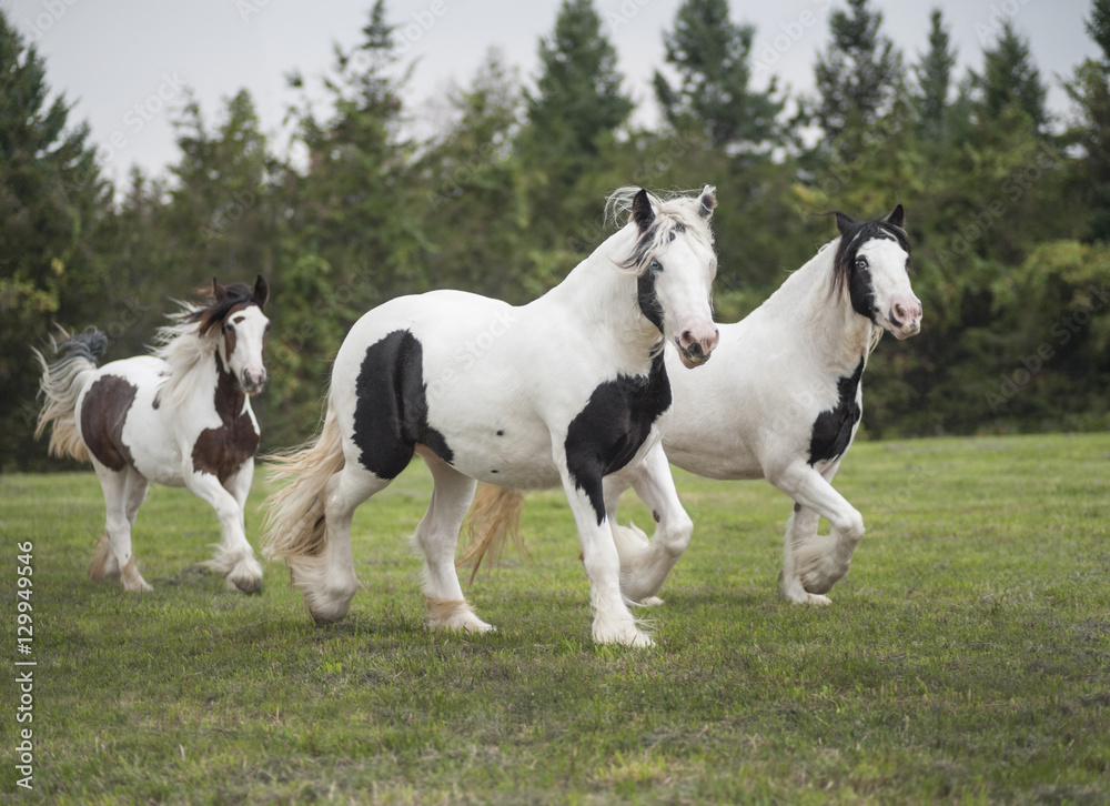 Three Gypsy Horse mares running across green paddock Three Gypsy Horse mares running across green paddock