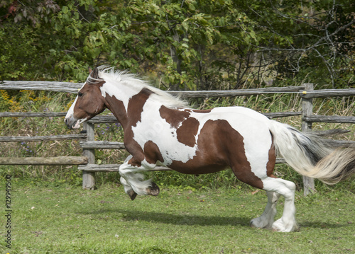 Gypsy Vanner Horse mare running in paddock   © Mark J. Barrett