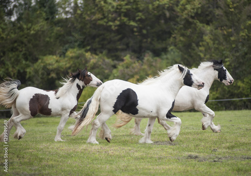 Three Gypsy Horse mares running across green paddock © Mark J. Barrett