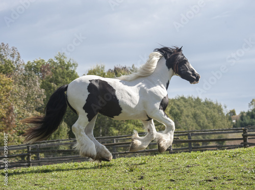 Gypsy Horse mare running in grass paddock