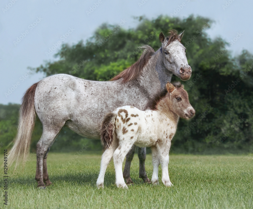Appaloosa patterned Miniature Horse mare with foal at side. Appaloosa patterned Miniature Horse mare with foal at side.