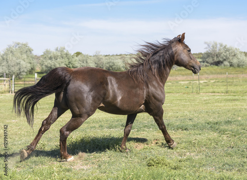 Fototapeta Naklejka Na Ścianę i Meble -  Morgan horse running in open field