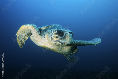 Loggerhead turtle  caretta caretta  drifting