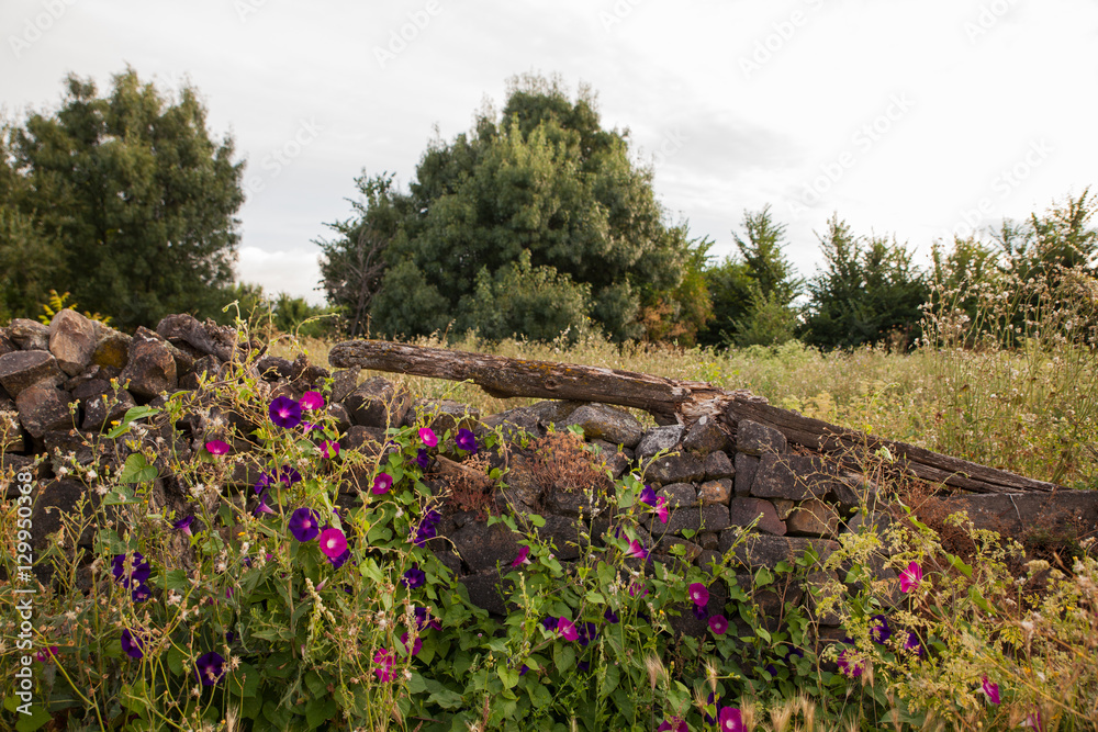 Bellflowers next to the dry stone wall