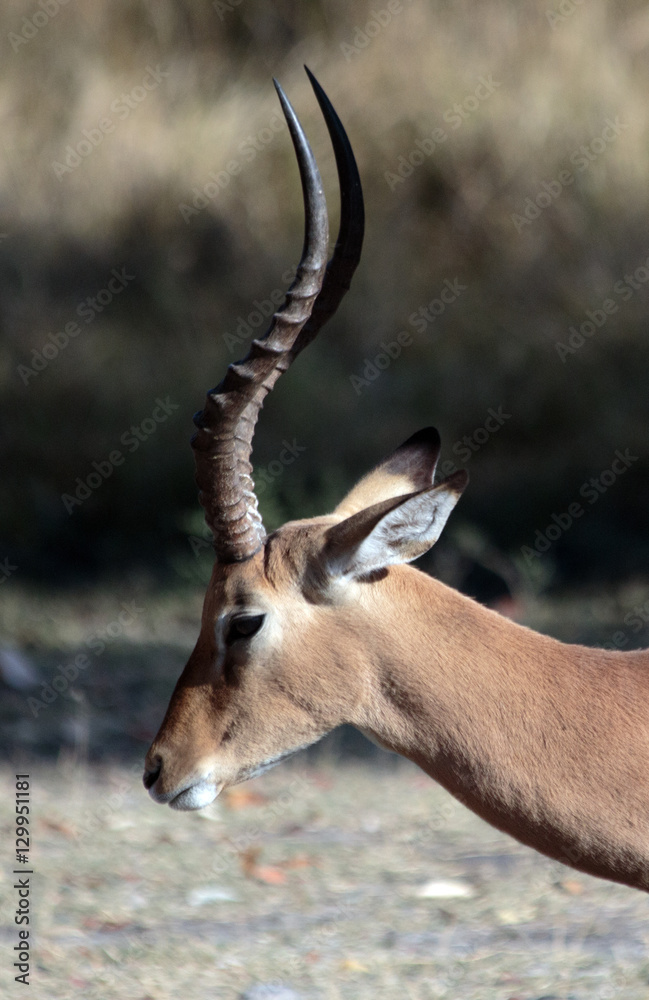 Botswana Impala Botswana Impala