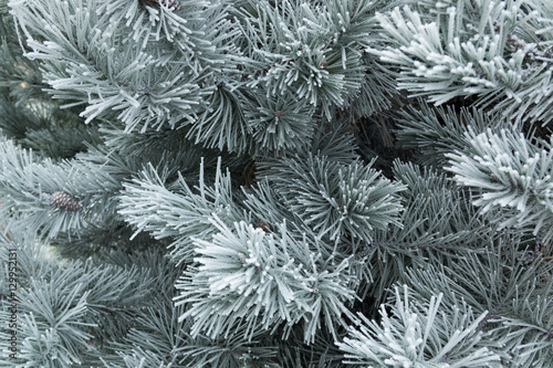 Pine tree branches covered with snow