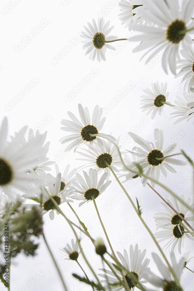 Fototapeta premium Low angle view of daisy flowers in field against clear sky