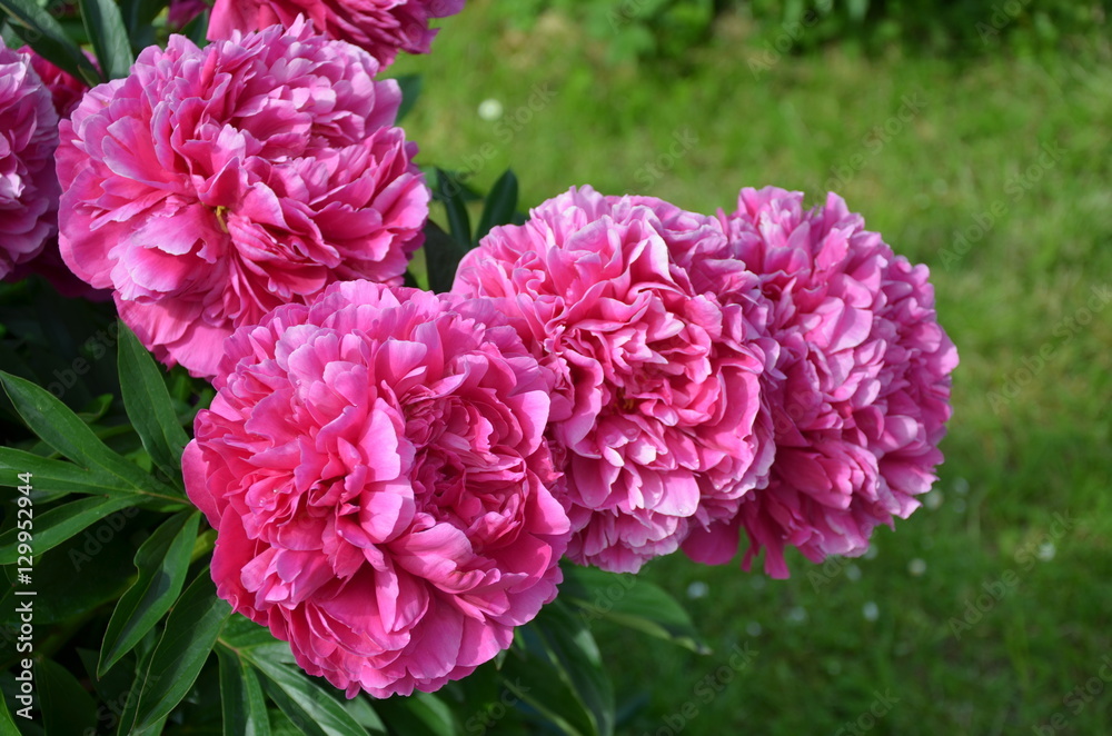 Fresh beautiful peony flowers in spring Fresh beautiful peony flowers in spring