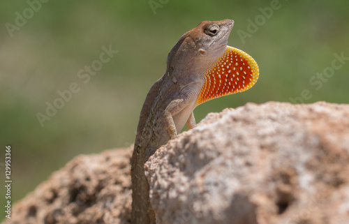Iguana