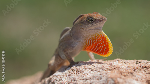 Iguana