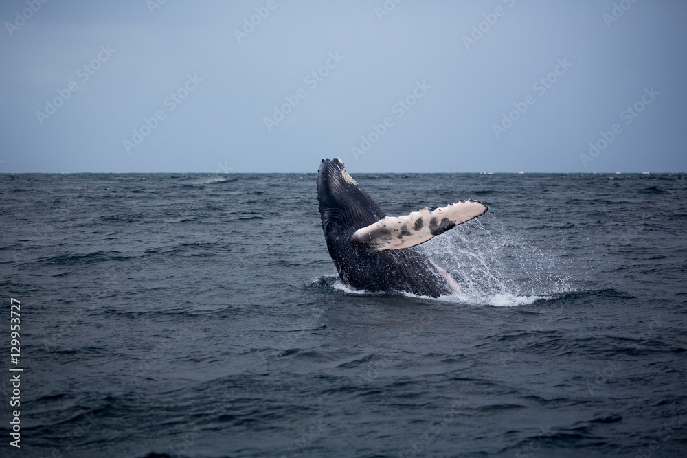 Fototapeta premium Jump of humpback whale in Samana, Dominican republic