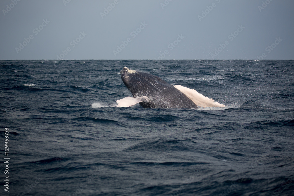 Fototapeta premium Jump of humpback whale in Samana, Dominican republic