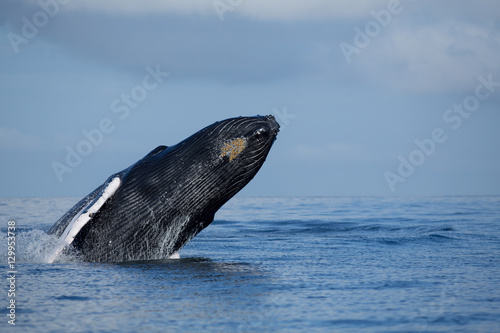 Jump of humpback whale in Samana, Dominican republic © Kit