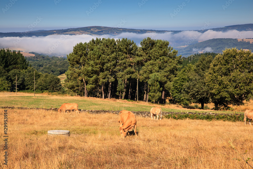 Cows grazing, Spain