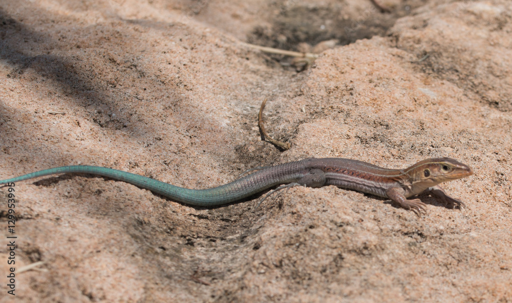 Lizard Lizard