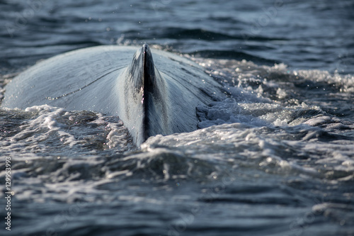 Closeup back of humpback whale in Samana, Dominican republic