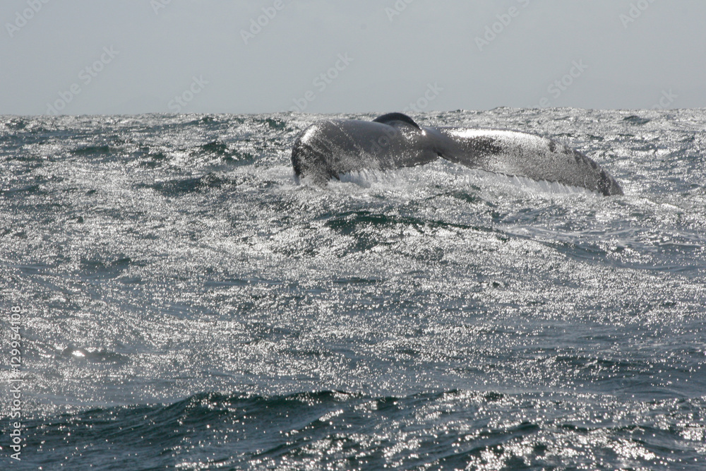 Fototapeta premium Humpback whale tail in Samana, Dominican republic