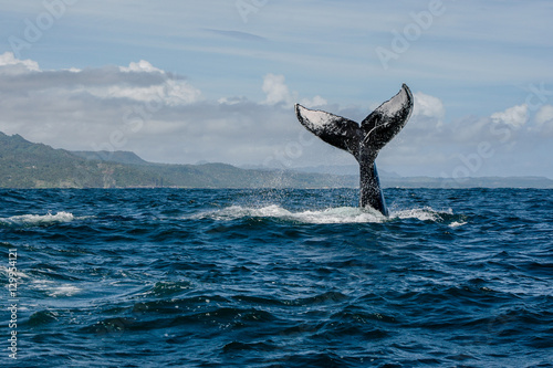 Humpback whale tail in Samana, Dominican republic