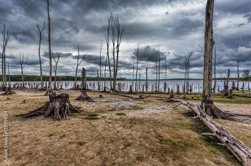 Drought Conditions at a Lake with Dead Trees and Stumps Depictin photo